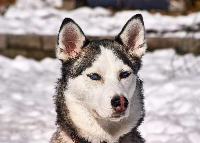 Husky
