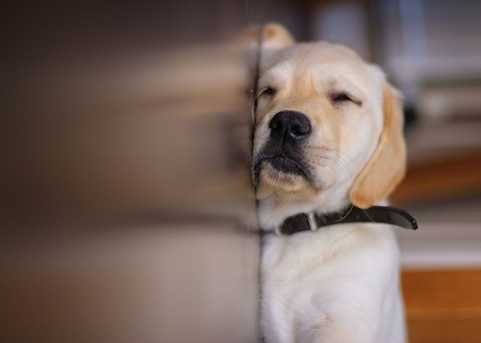 Sleeping dog