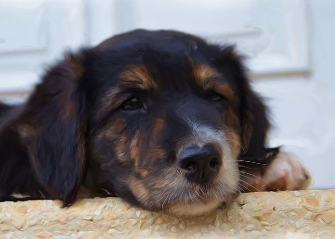 Tired dog