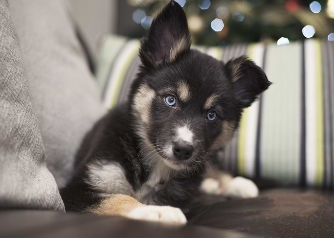 Puppy