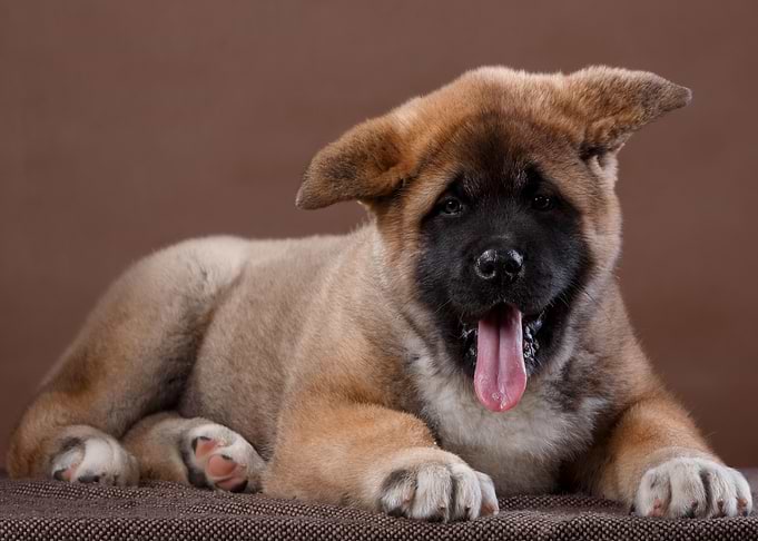 Puppy
