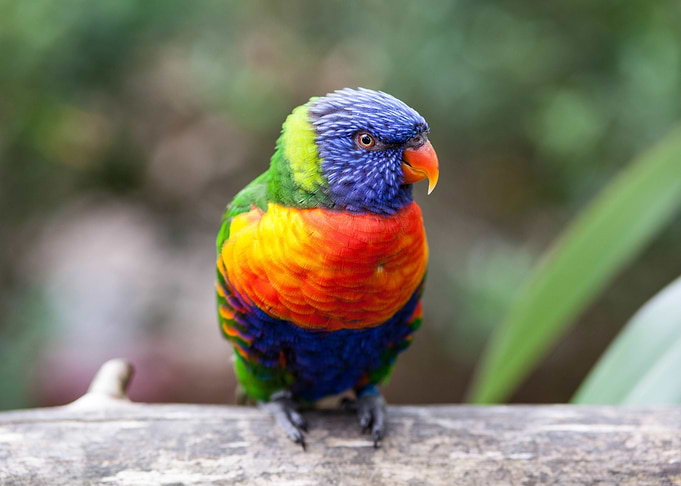 Tropical Parrot