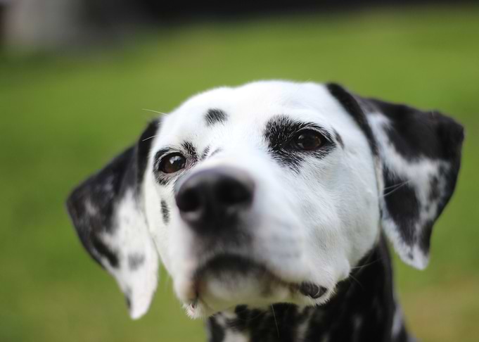 Dalmatian Dog