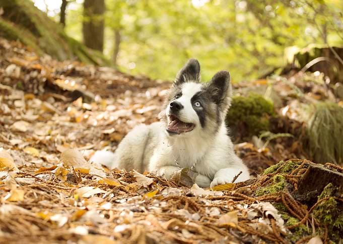 Dog in the forest