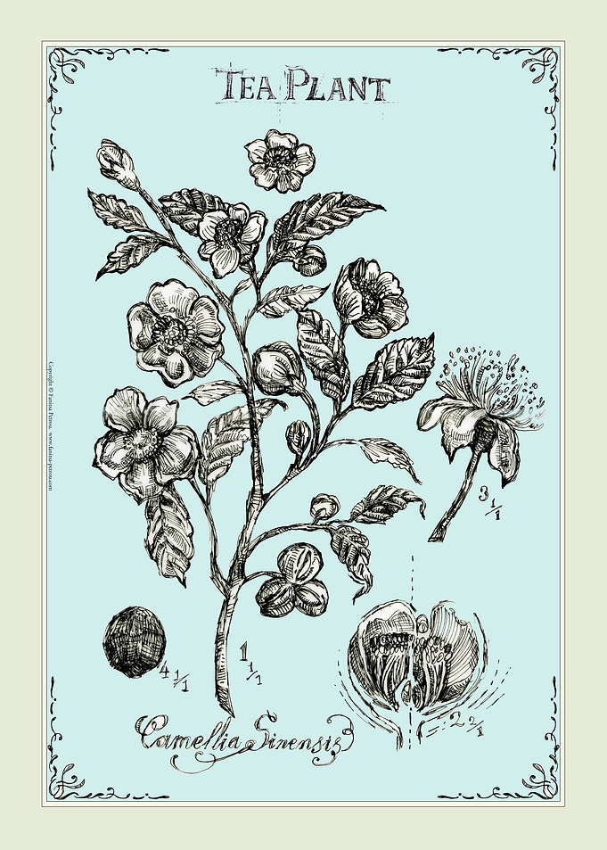Tea Plant 1