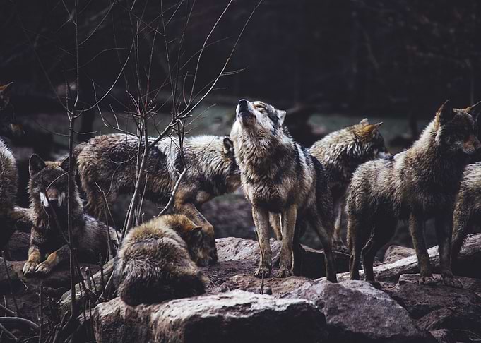 Gangolf