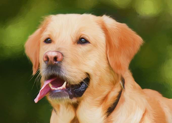 Labrador Retriever