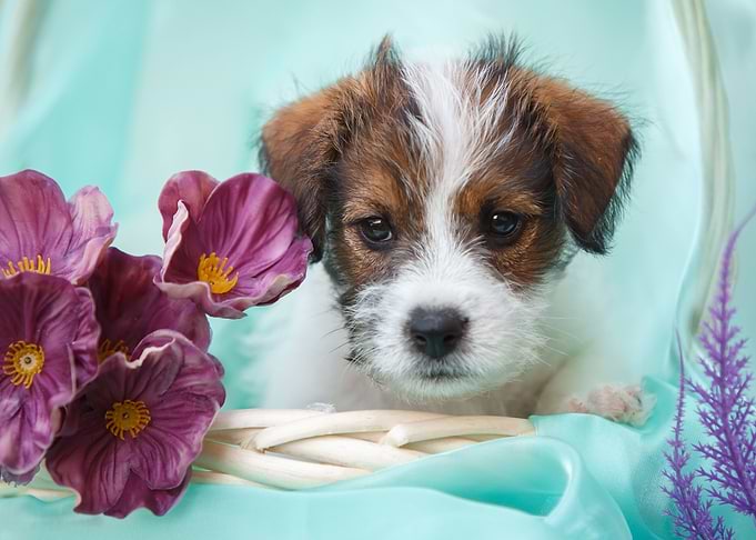 Cute puppy