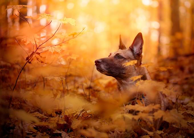 German shepherd dog