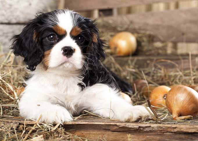 Puppy