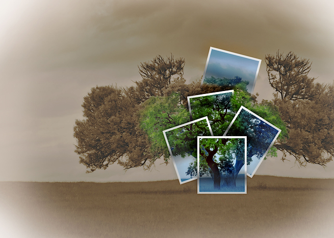 Three trees