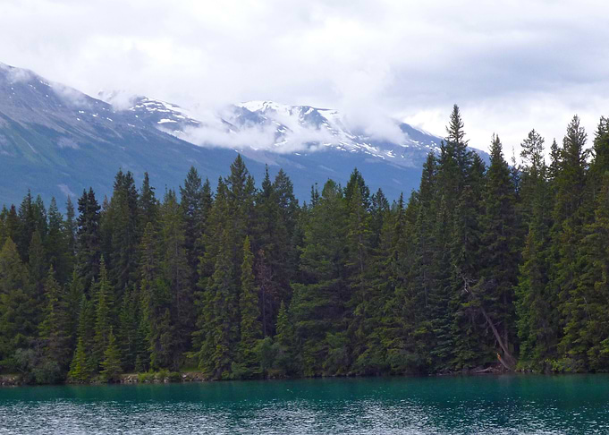 Canadian Forest