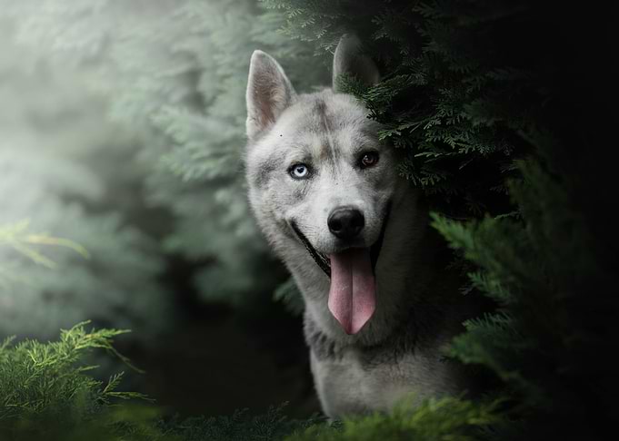 Husky artwork