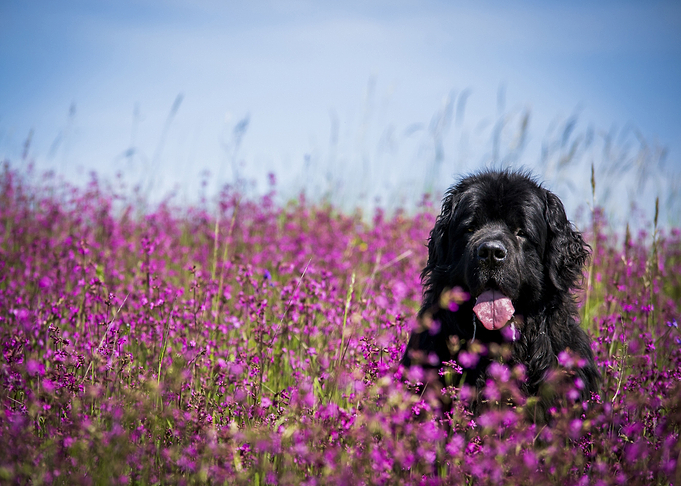 Dog on the field