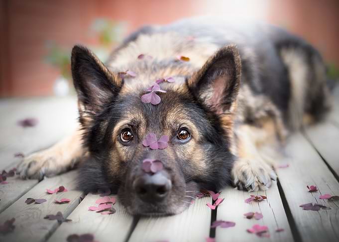 German shepherd dog