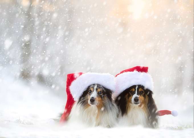 Border collie dogs