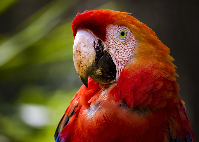 Beautiful Macaw Parrot