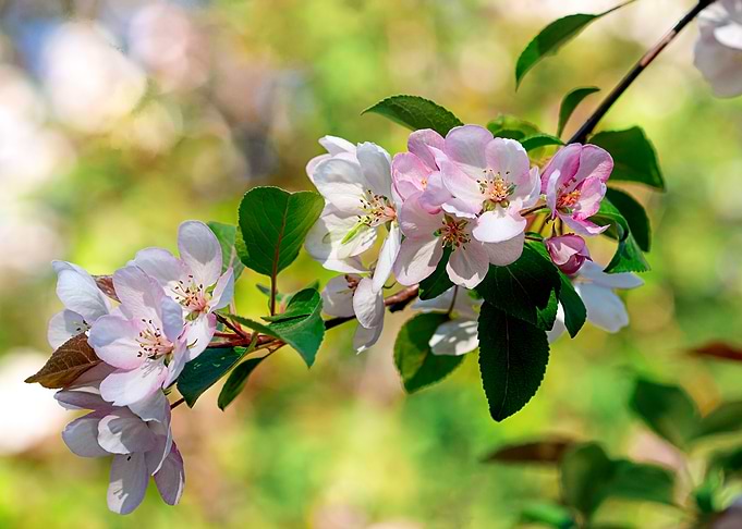 Beautiful Crabapple Flower
