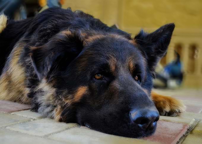 German shepherd dog