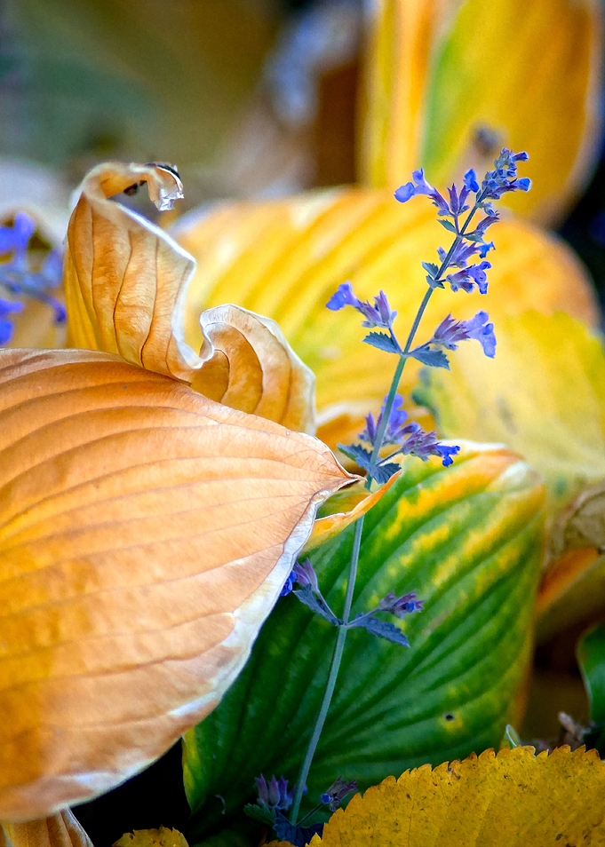 Fall In The Garden