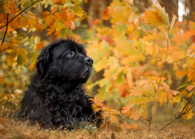 Dog in the forest
