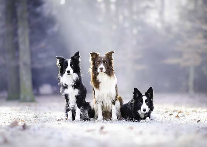 Dogs