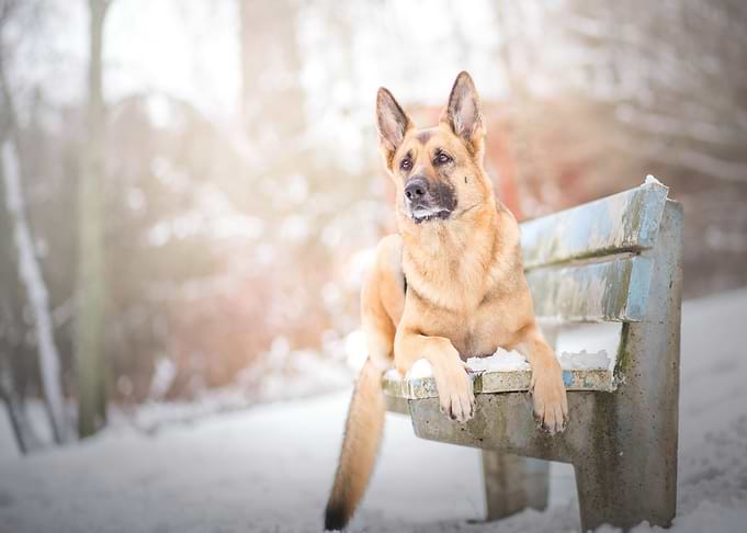 German shepherd dog