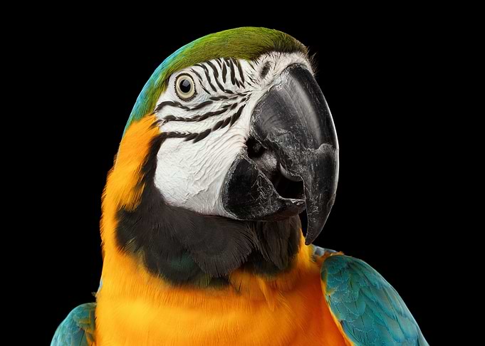 Macaw Parrot
