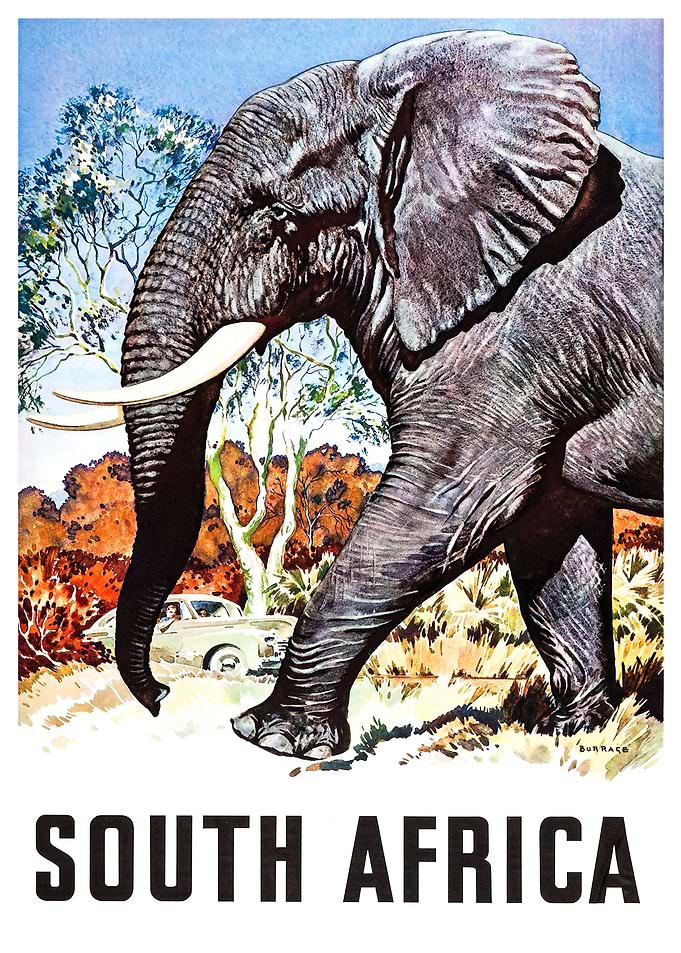Elephant from South Africa