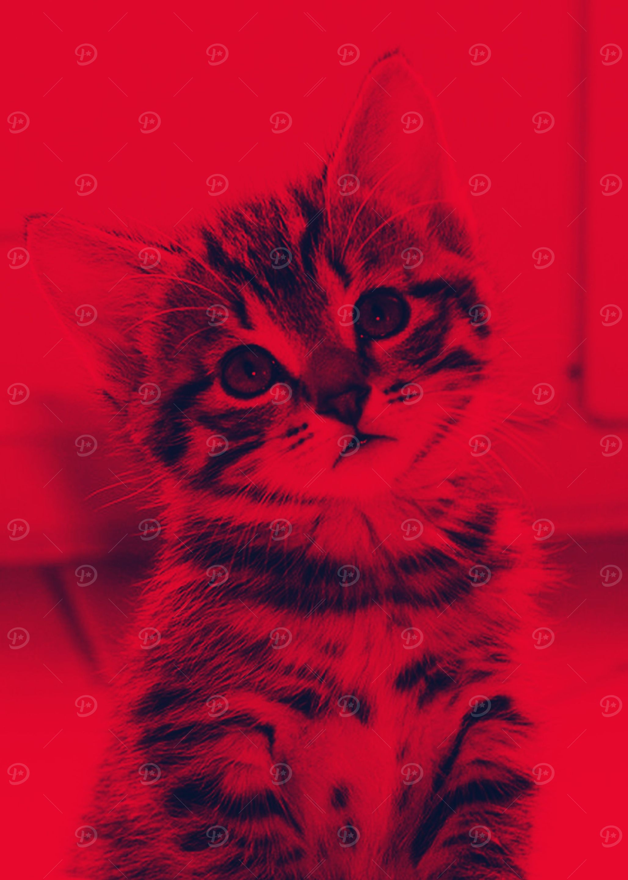 CAT 2