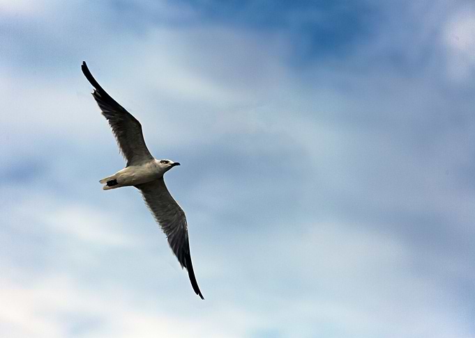 Soring Bird