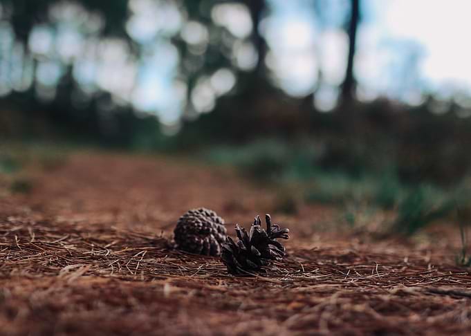 Pine seeds on the road