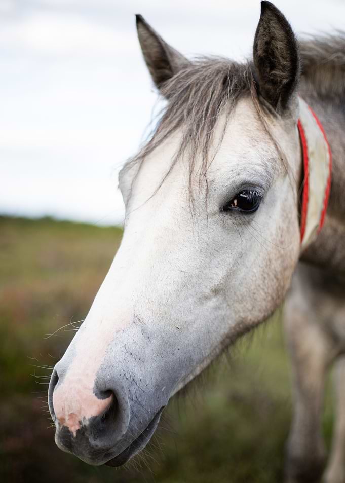 White New Forest Pony