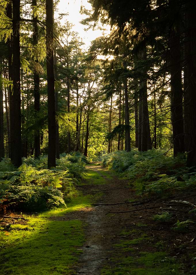 New Forest Path