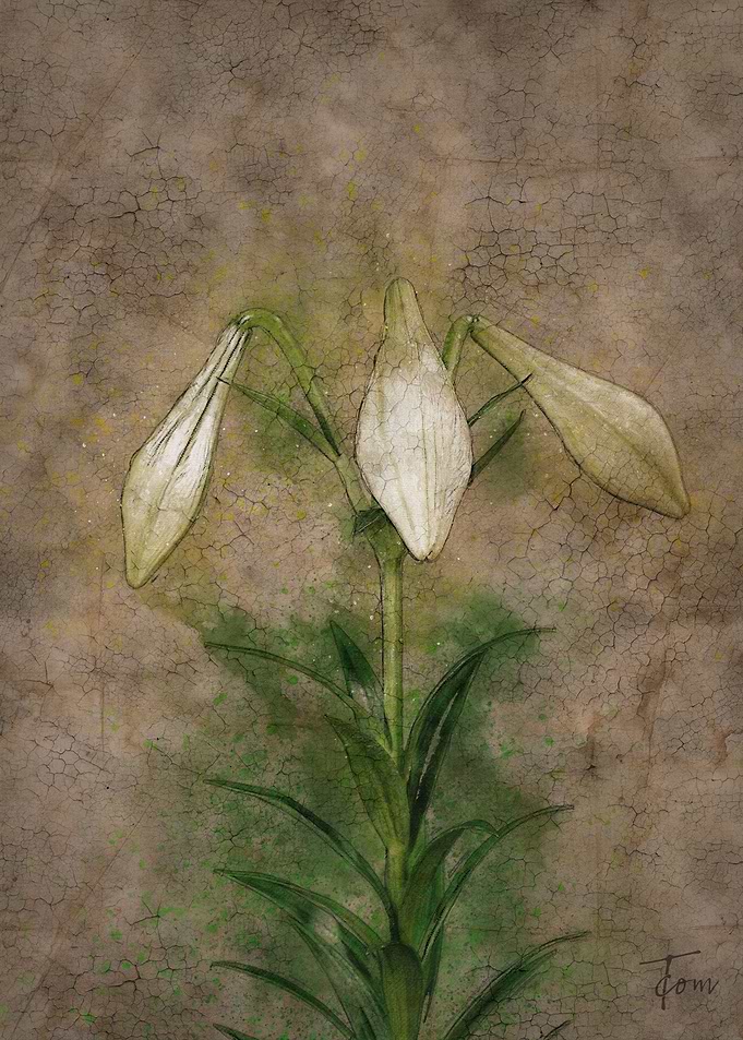 Lily