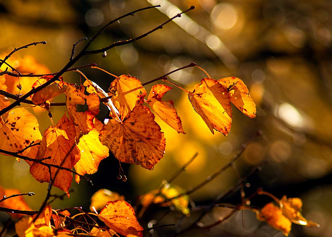 Golden Autumn Wind