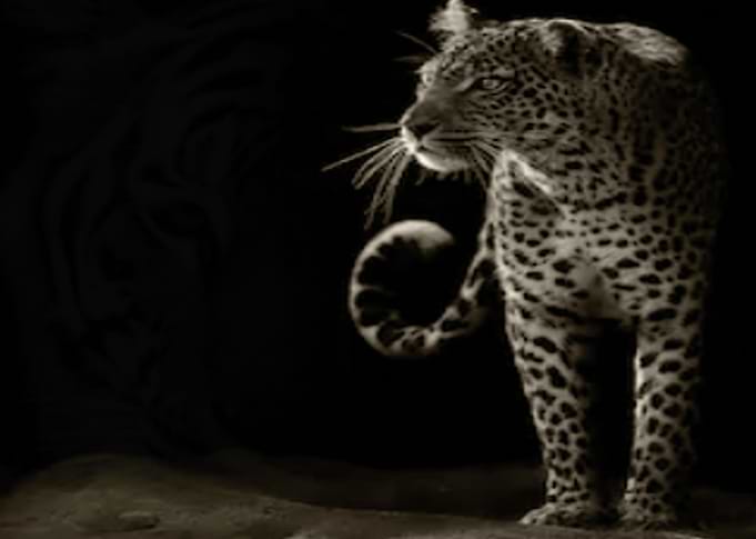 macan tutul