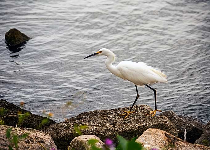 Bird on a Rock