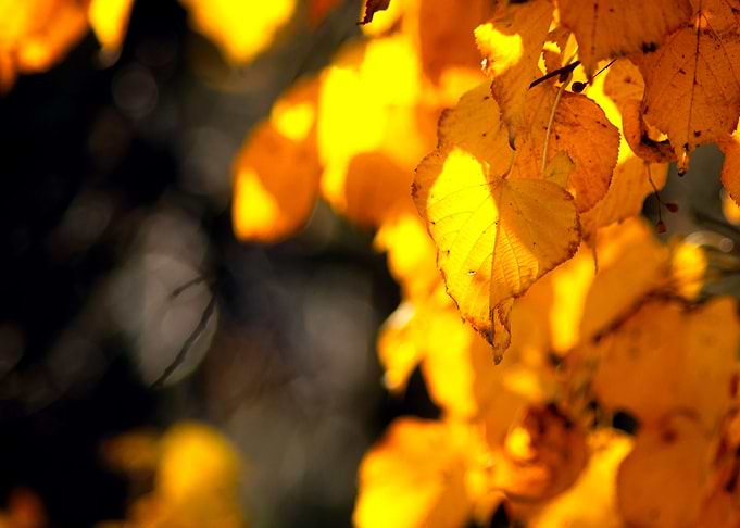 Autumn Light