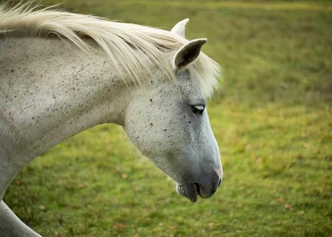 New Forest Pony