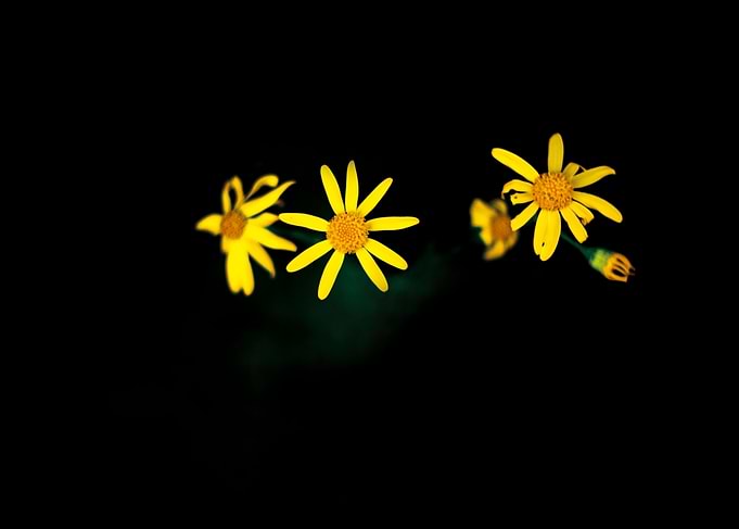 Yellow Stars