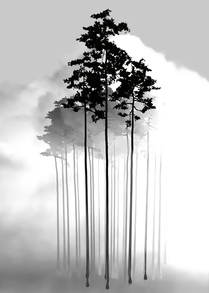 Pines in the mist