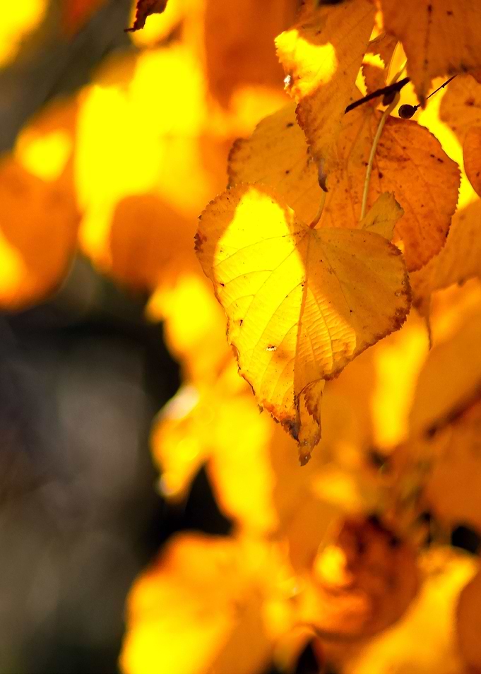 Autumn Light Linden Leaf