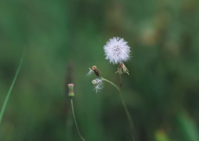 flower in the fores