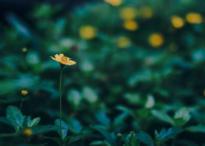 Wild flowers in nature
