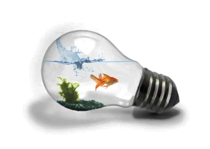 Fish Bulb