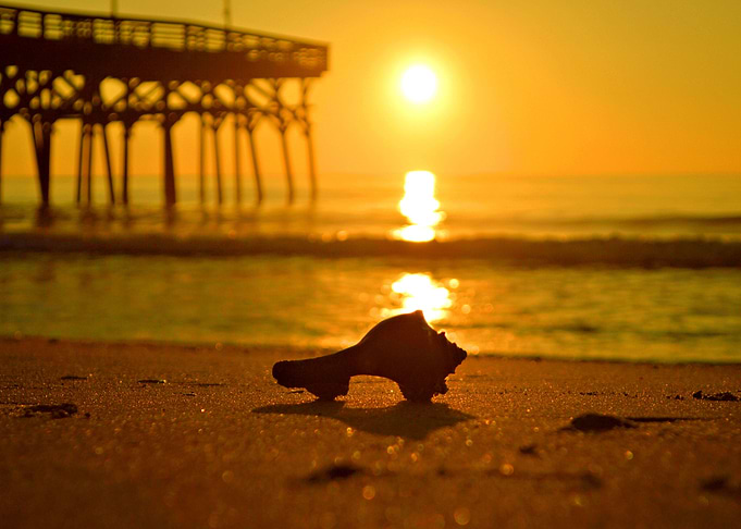Shell Sunrise