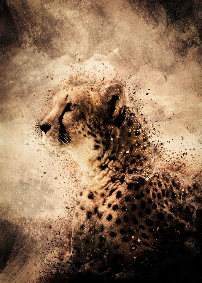 Observing Cheetah
