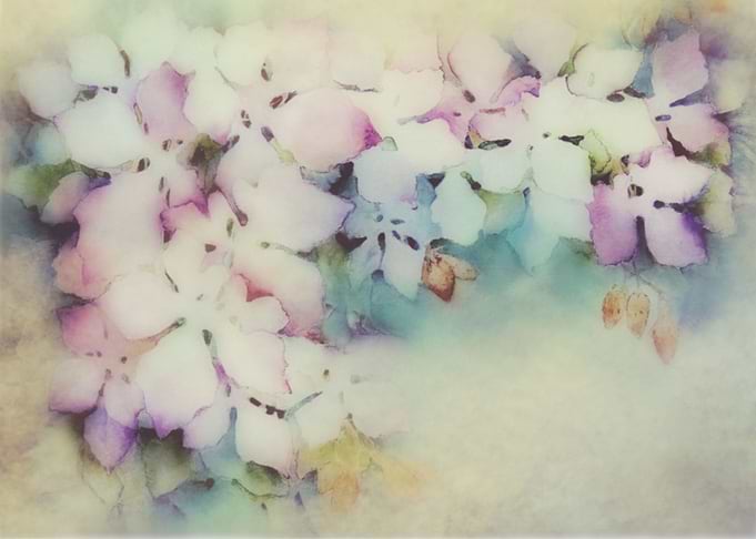 Virginia Vine