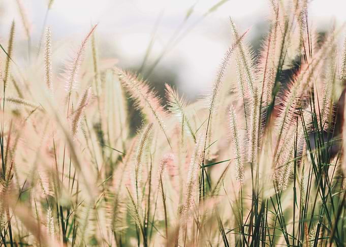 Flowers in nature